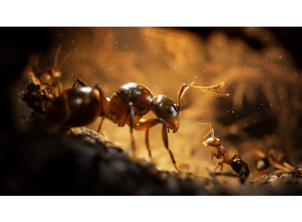 Empire of the Ants Limited Edition PS5 