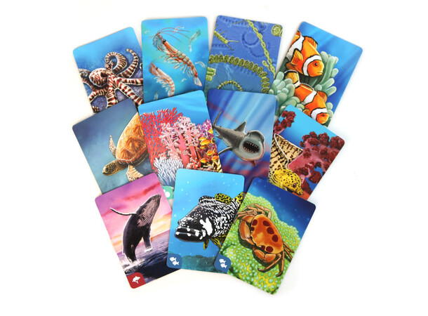 Ecosystem Coral Reef Brädspel 