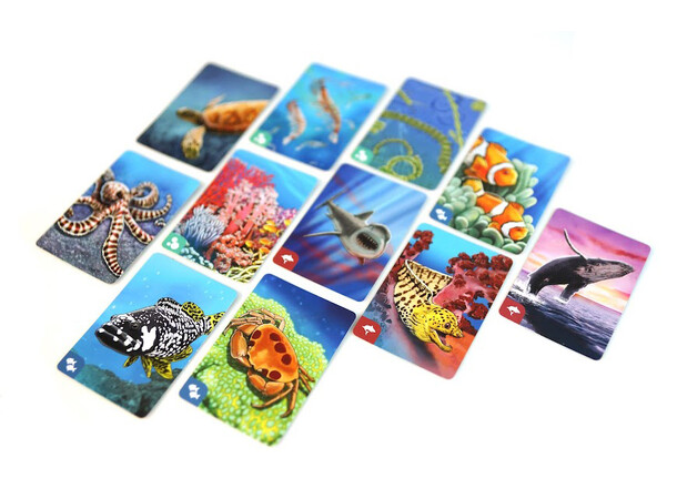 Ecosystem Coral Reef Brädspel 