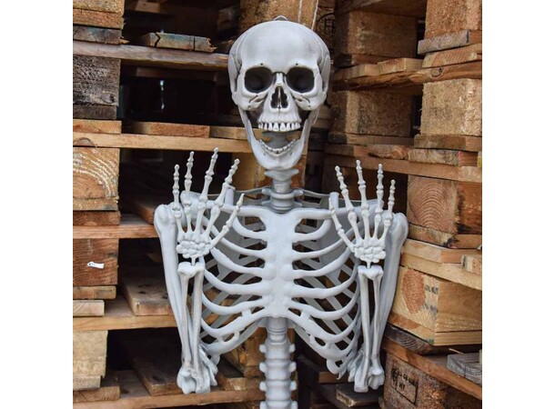 Skjelett Full Størrelse - 170cm Life Size Skeleton 