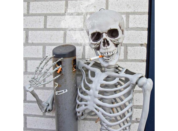 Skjelett Full Størrelse - 170cm Life Size Skeleton 