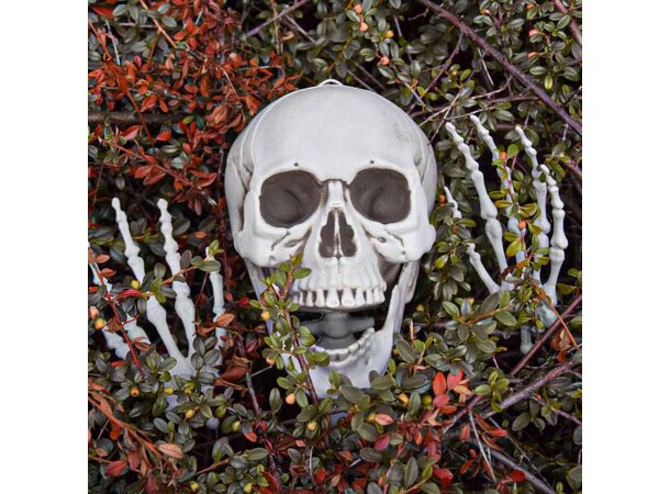 Skjelett Full Størrelse - 170cm Life Size Skeleton 