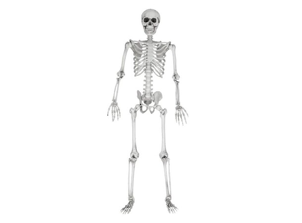 Skjelett Full Størrelse - 170cm Life Size Skeleton