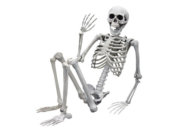 Skjelett Full Størrelse - 170cm Life Size Skeleton