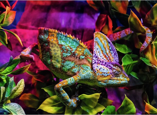 Chameleon 500 biter Puslespill Ravensburger Puzzle 