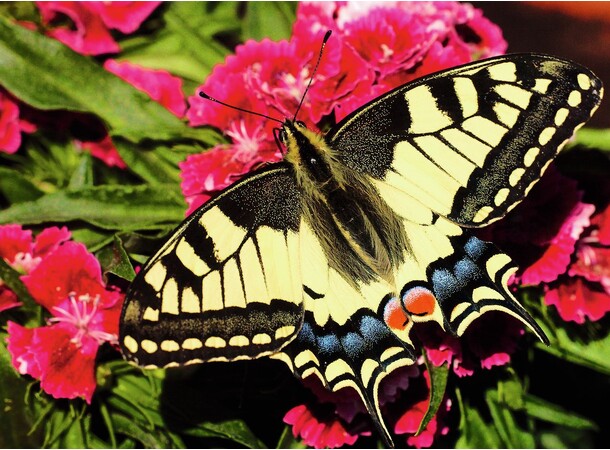Butterfly 500 bitar Pussel Ravensburger Puzzle 