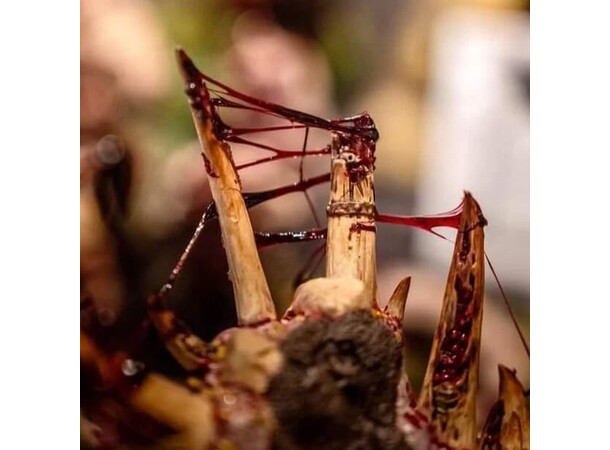 Dirty Down Gore Effect - 15ml 