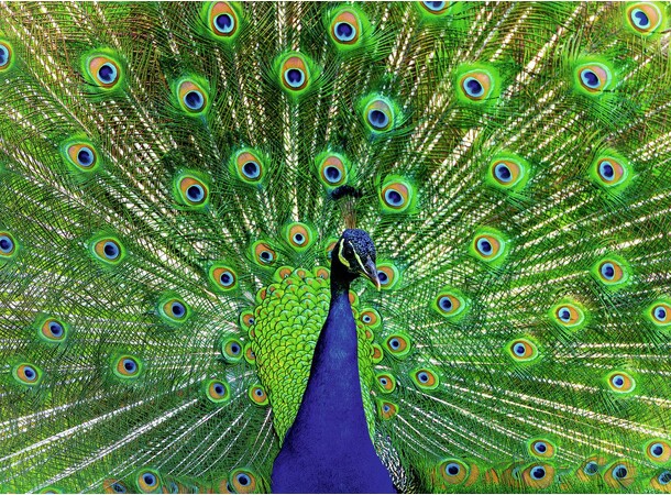 Peacock 500 biter Puslespill Ravensburger Puzzle 
